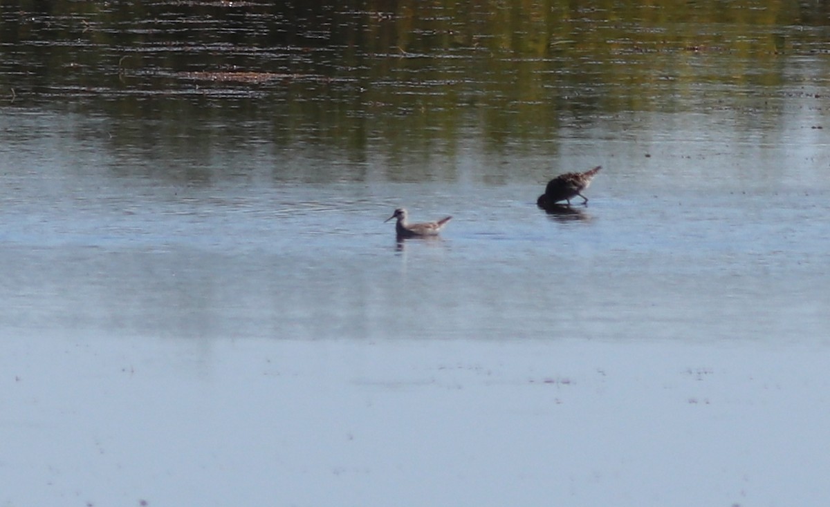 Wilson's Phalarope - ML229847931