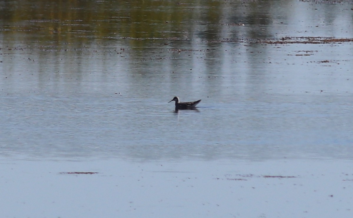 Wilson's Phalarope - ML229847941