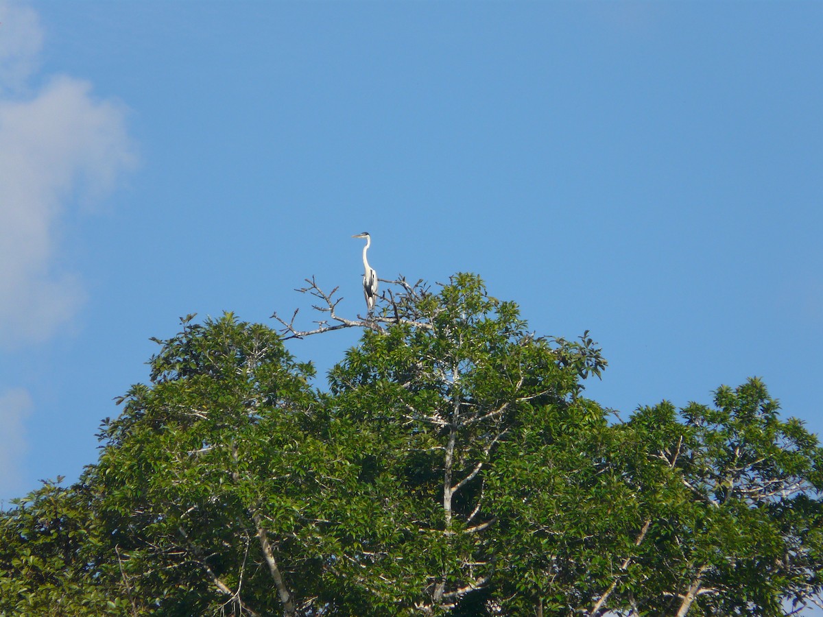 Cocoi Heron - Brent Young