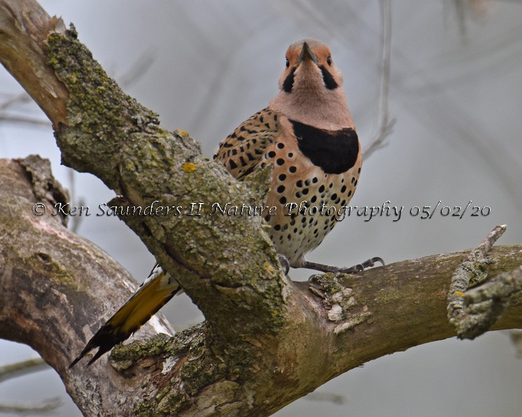 Northern Flicker - Ken Saunders