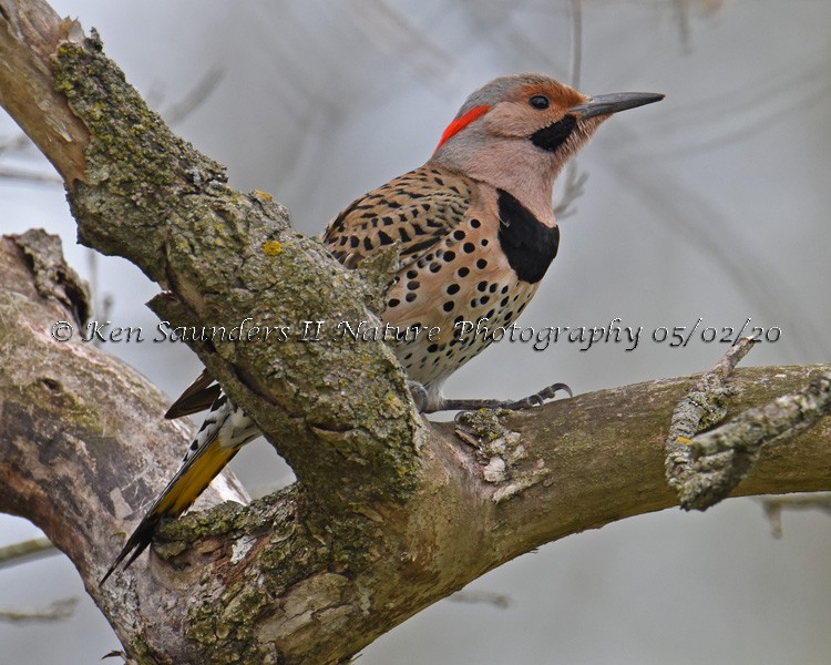 Northern Flicker - Ken Saunders