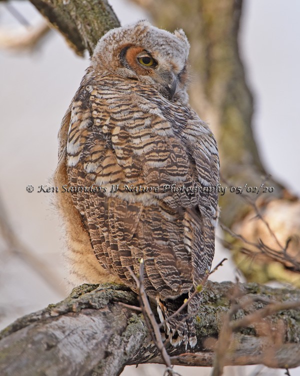 Great Horned Owl - Ken Saunders