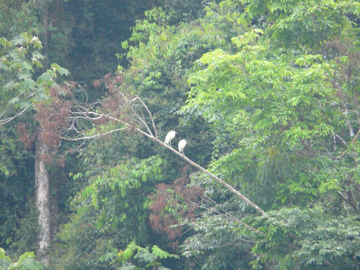 Capped Heron - Brent Young