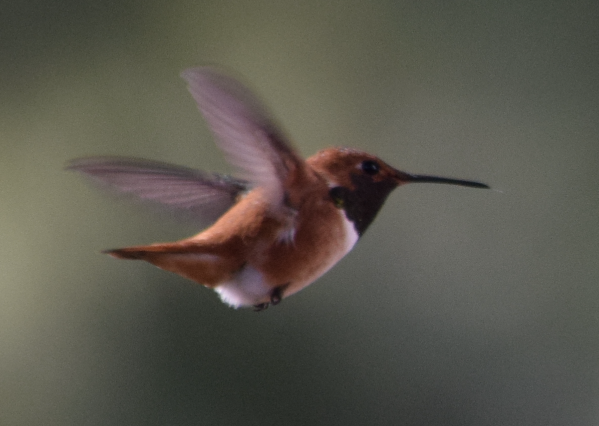 Rufous Hummingbird - John Anderson