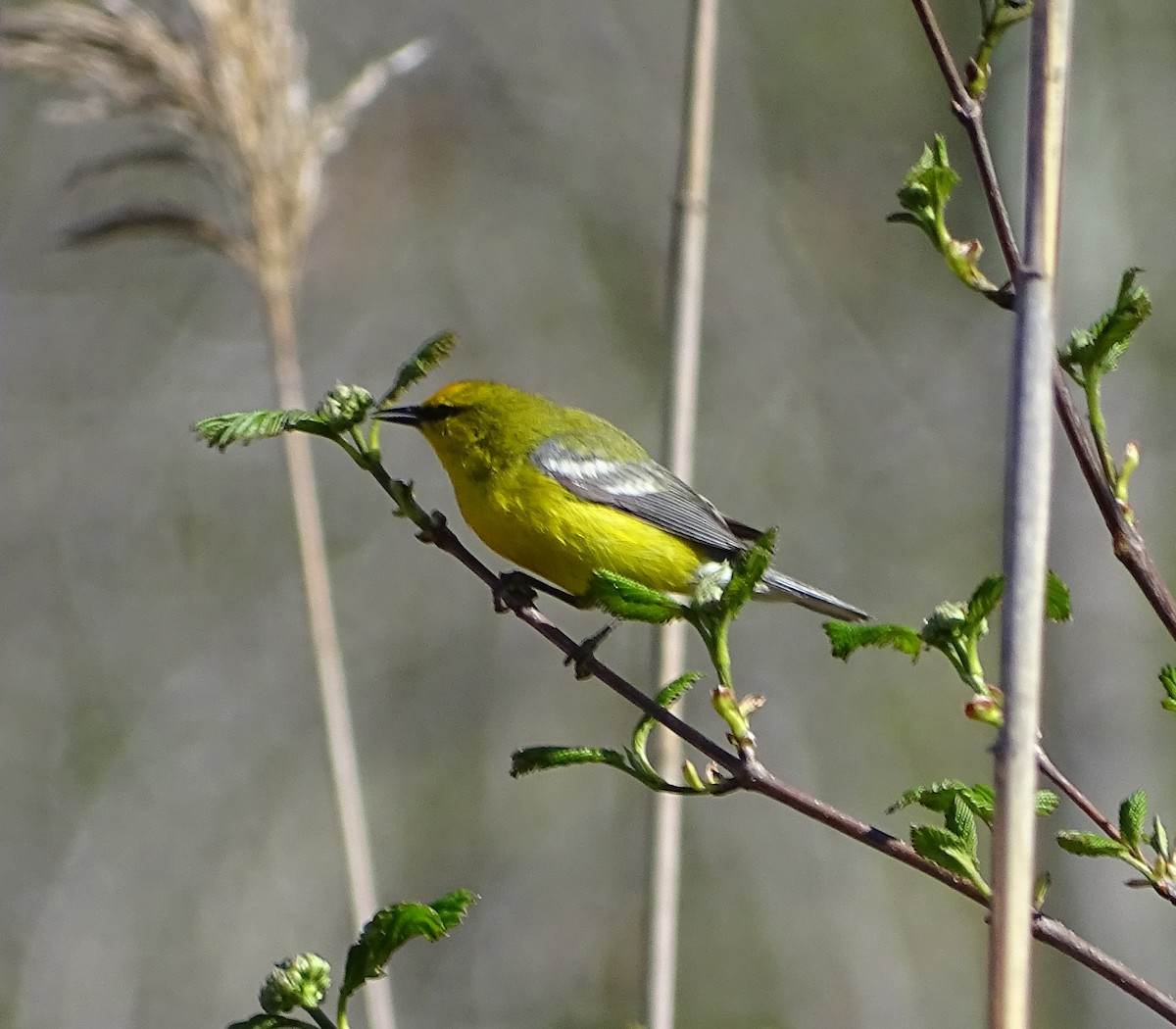 Blue-winged Warbler - ML229853291