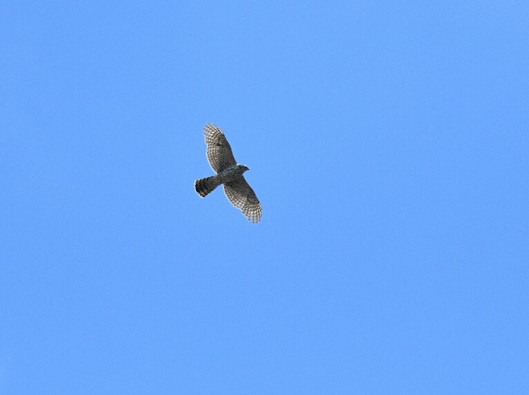 Cooper's Hawk - ML229854321