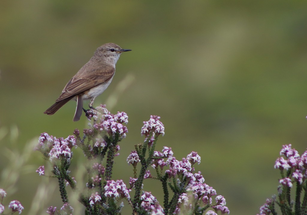 Spot-billed Ground-Tyrant - ML229856361