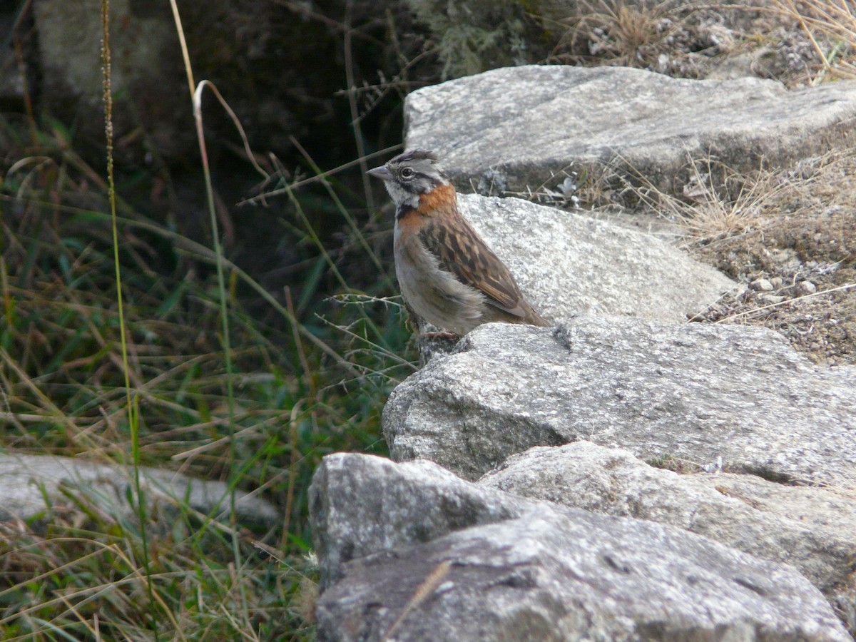 Rufous-collared Sparrow - Brent Young