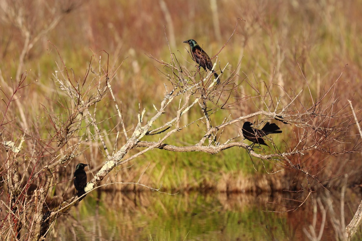 Common Grackle (Bronzed) - ML229856921