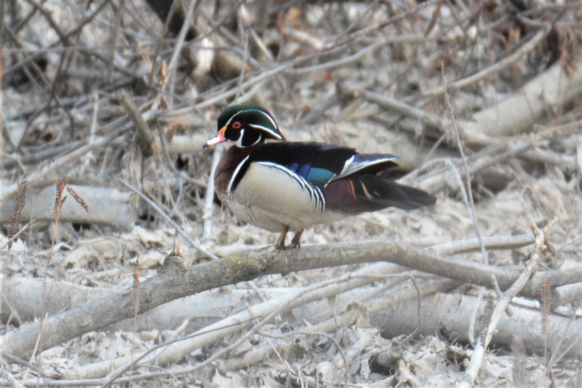 Wood Duck - kathryn moon