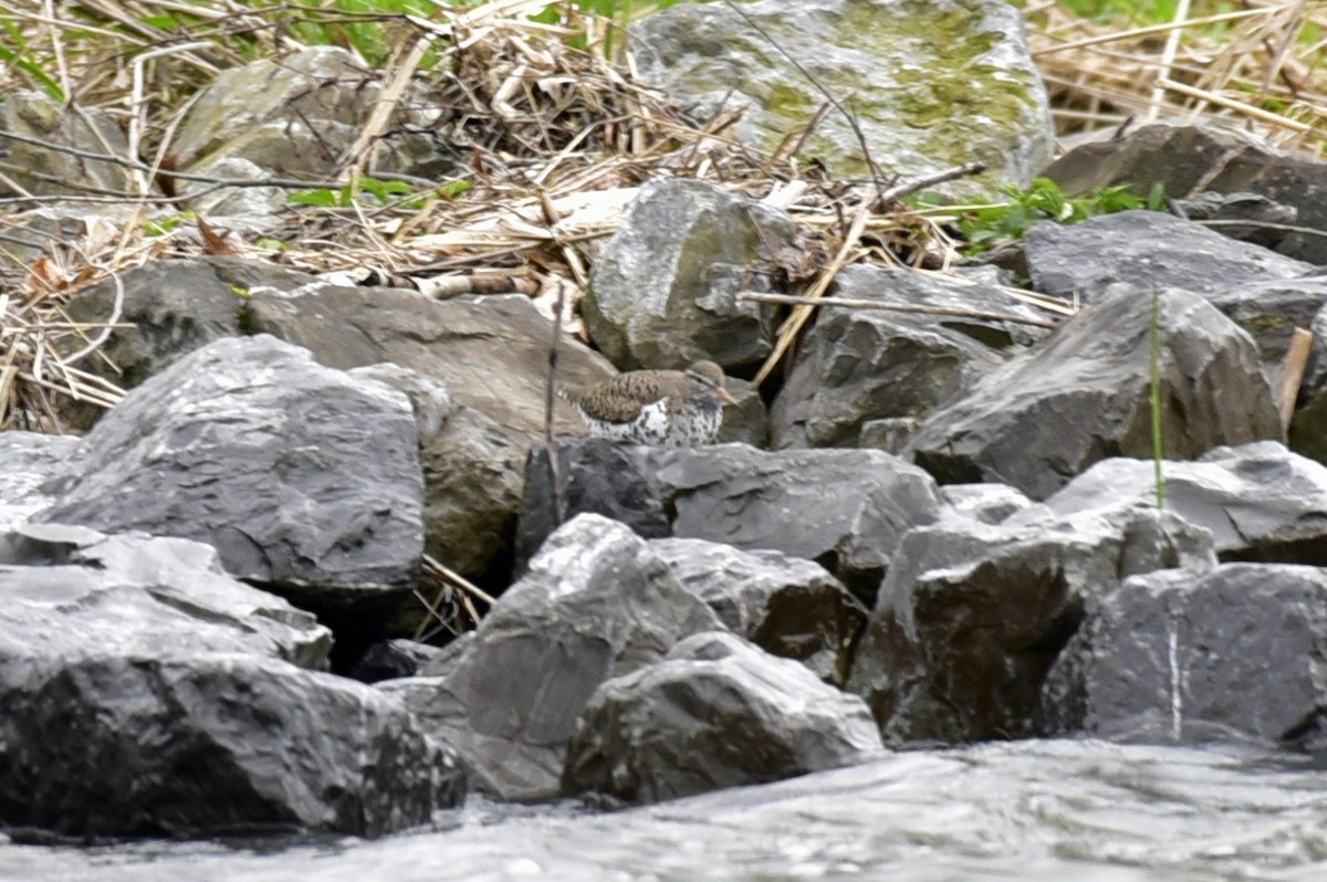 Spotted Sandpiper - ML229857711