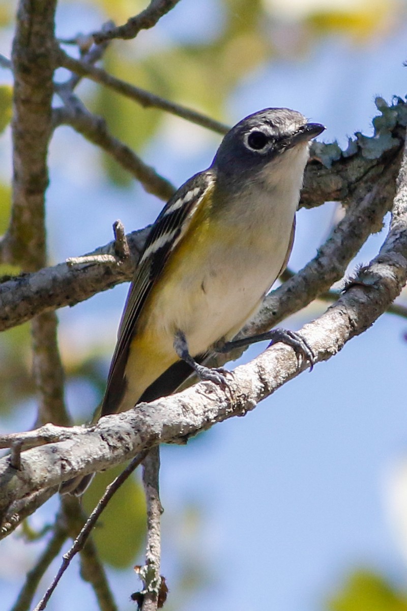 Blue-headed Vireo - ML229858501