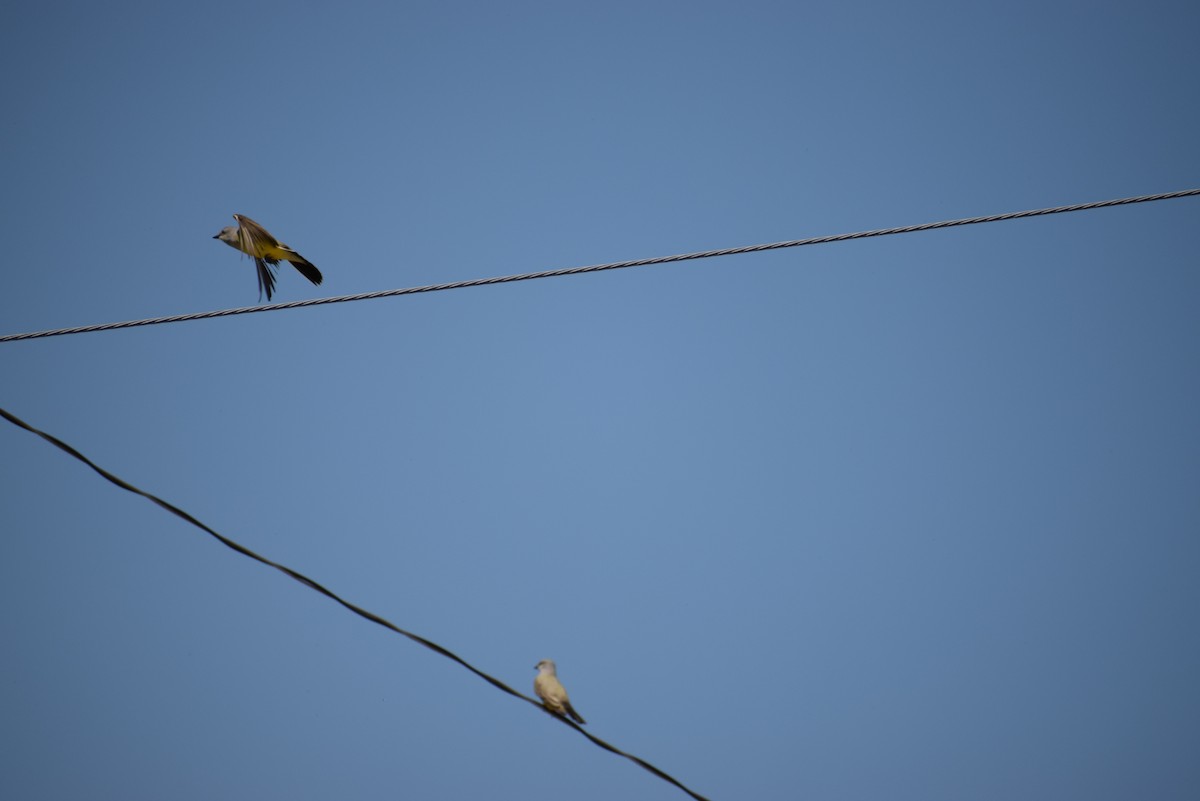 Western Kingbird - ML229858661