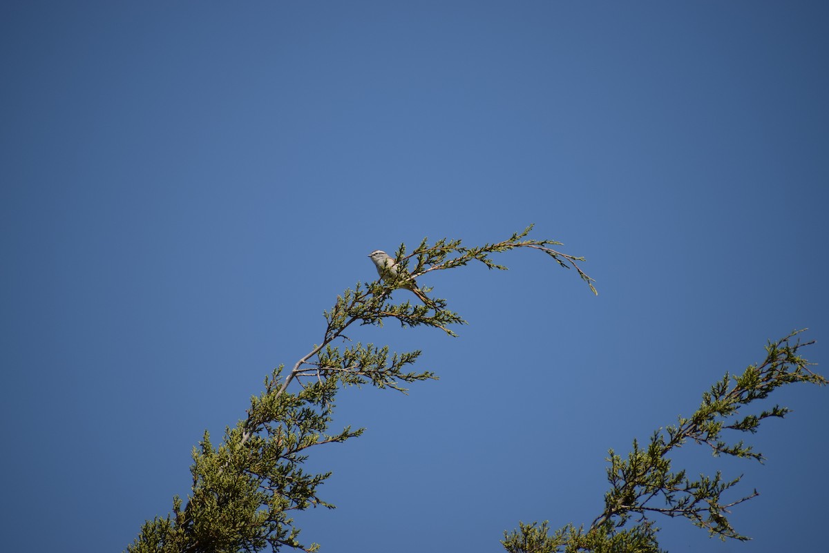 Chipping Sparrow - ML229858741