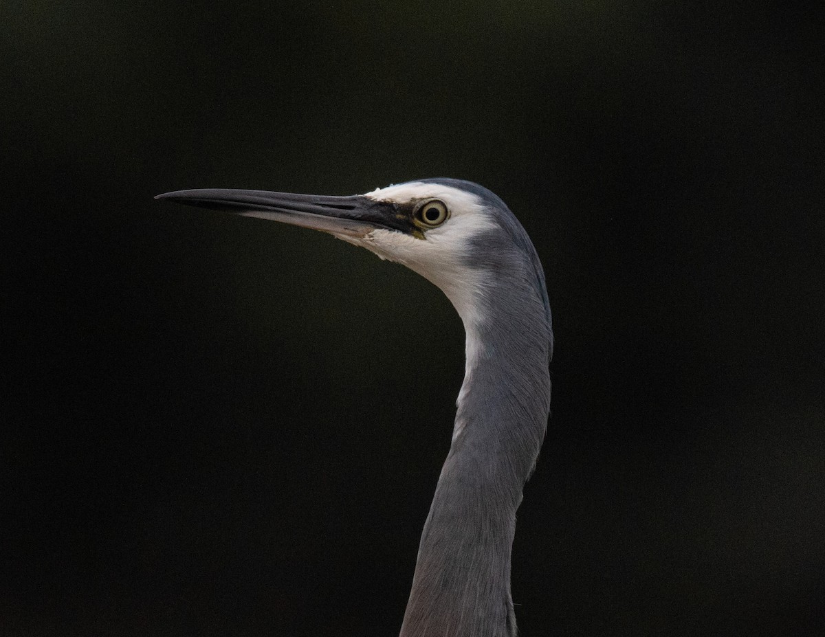 White-faced Heron - ML229858751