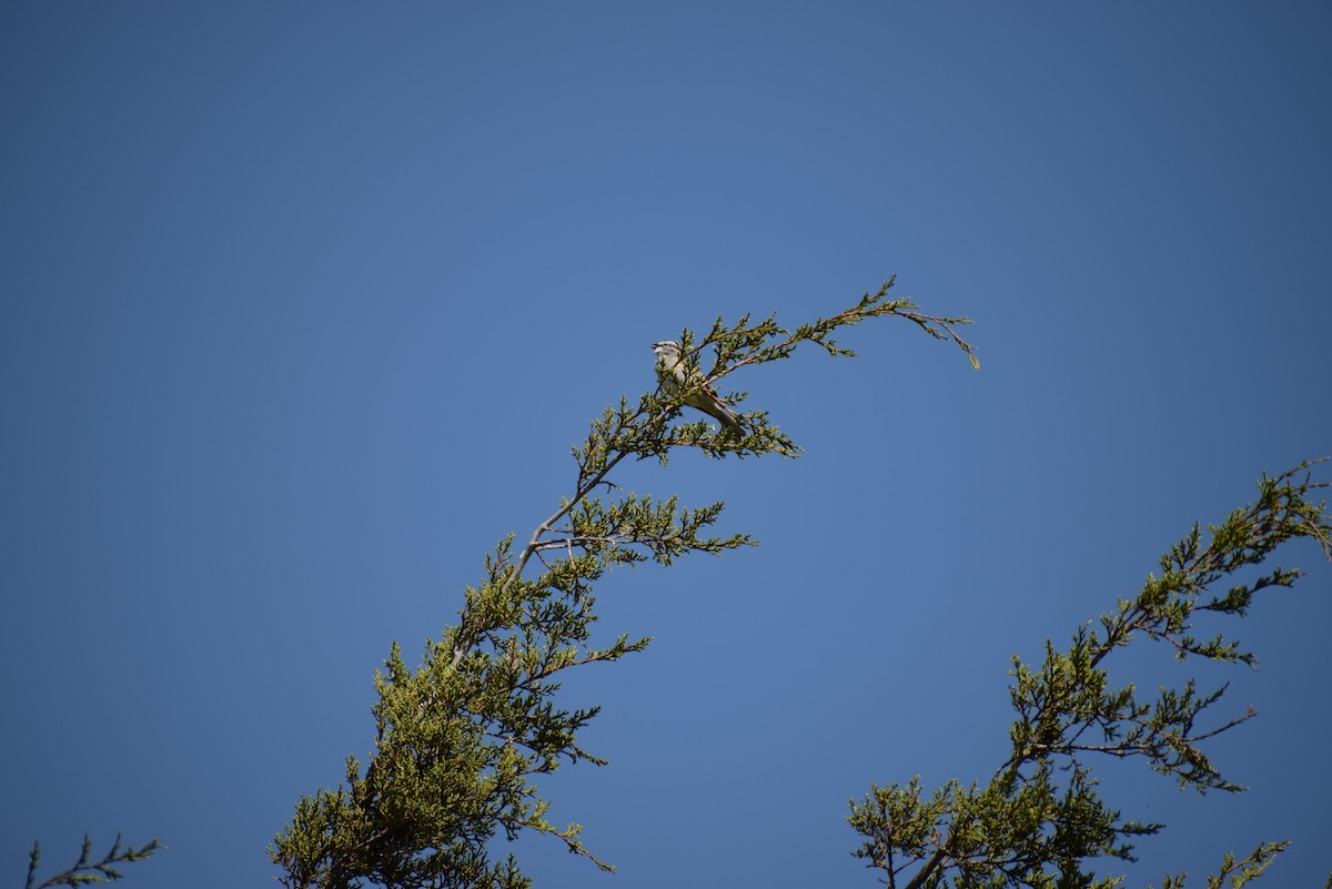Chipping Sparrow - ML229858761