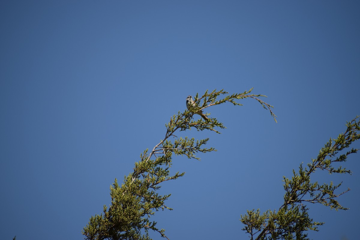 Chipping Sparrow - ML229858781