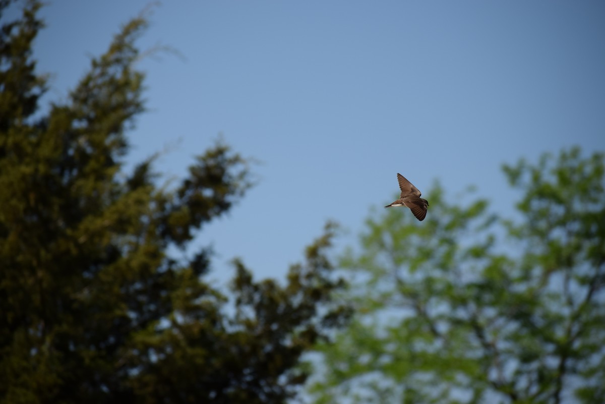 Northern Rough-winged Swallow - ML229859021