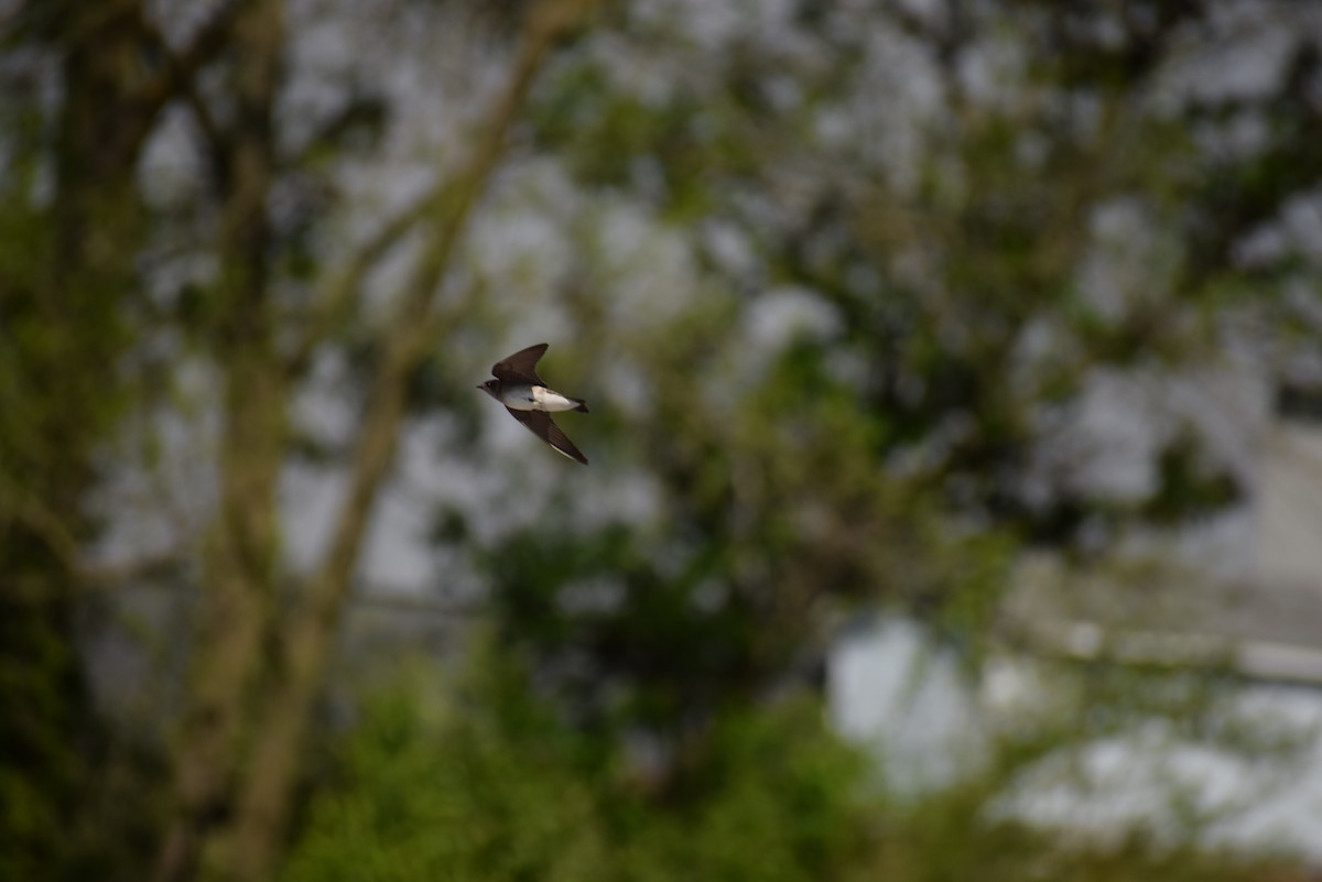 Northern Rough-winged Swallow - ML229859031