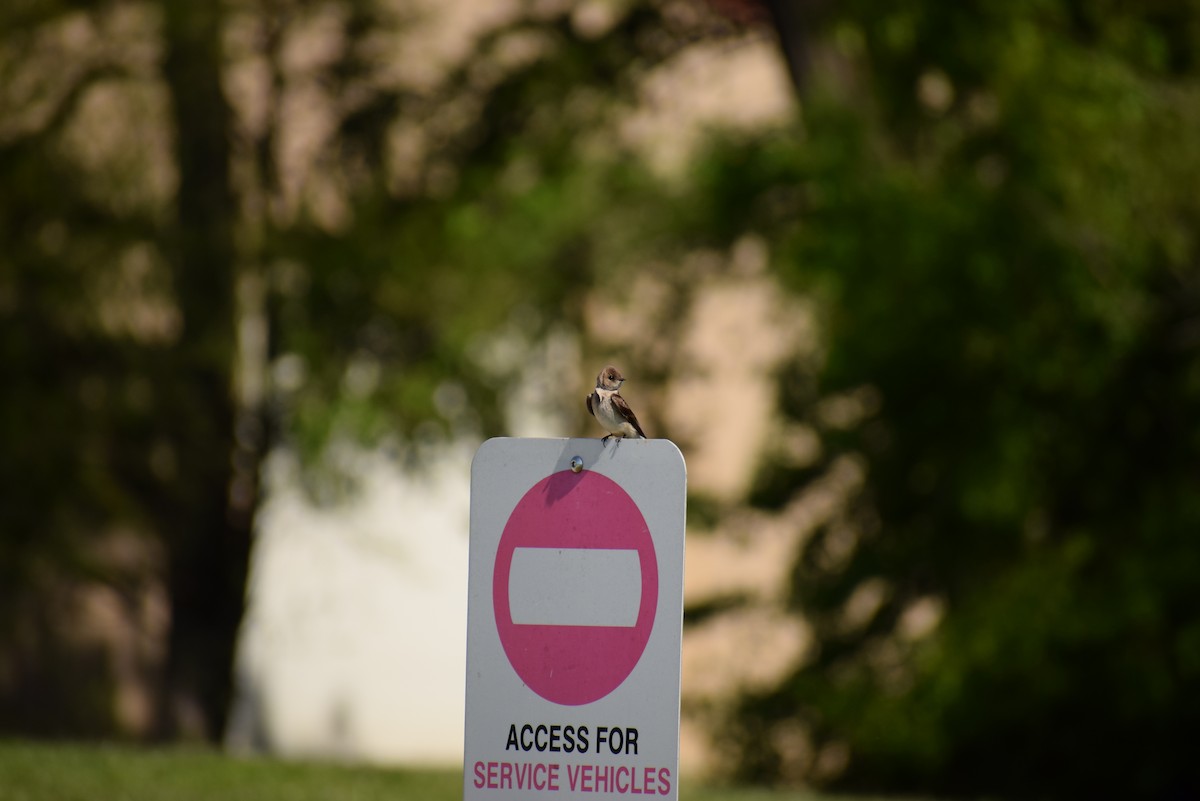Northern Rough-winged Swallow - ML229859041