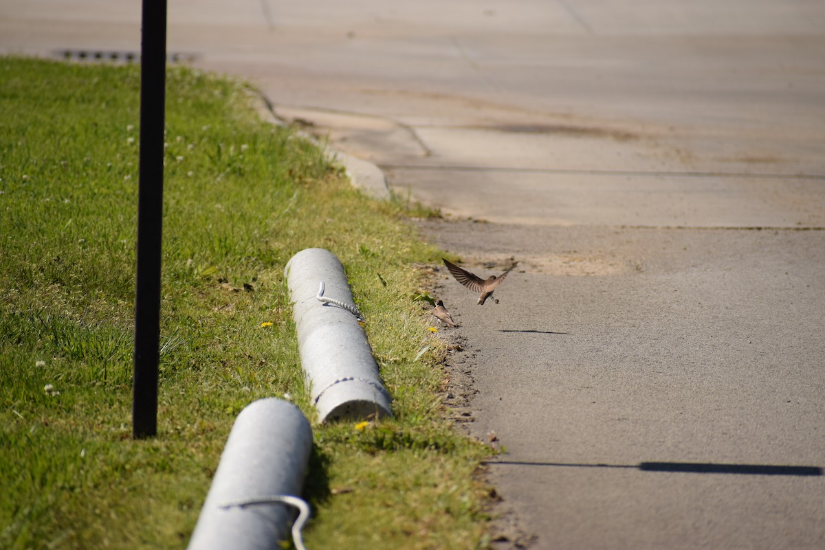 Northern Rough-winged Swallow - ML229859051