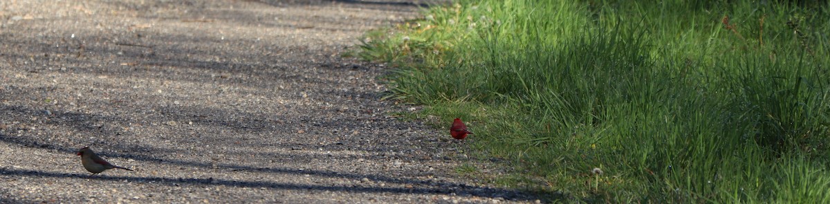 Northern Cardinal - ML229859571