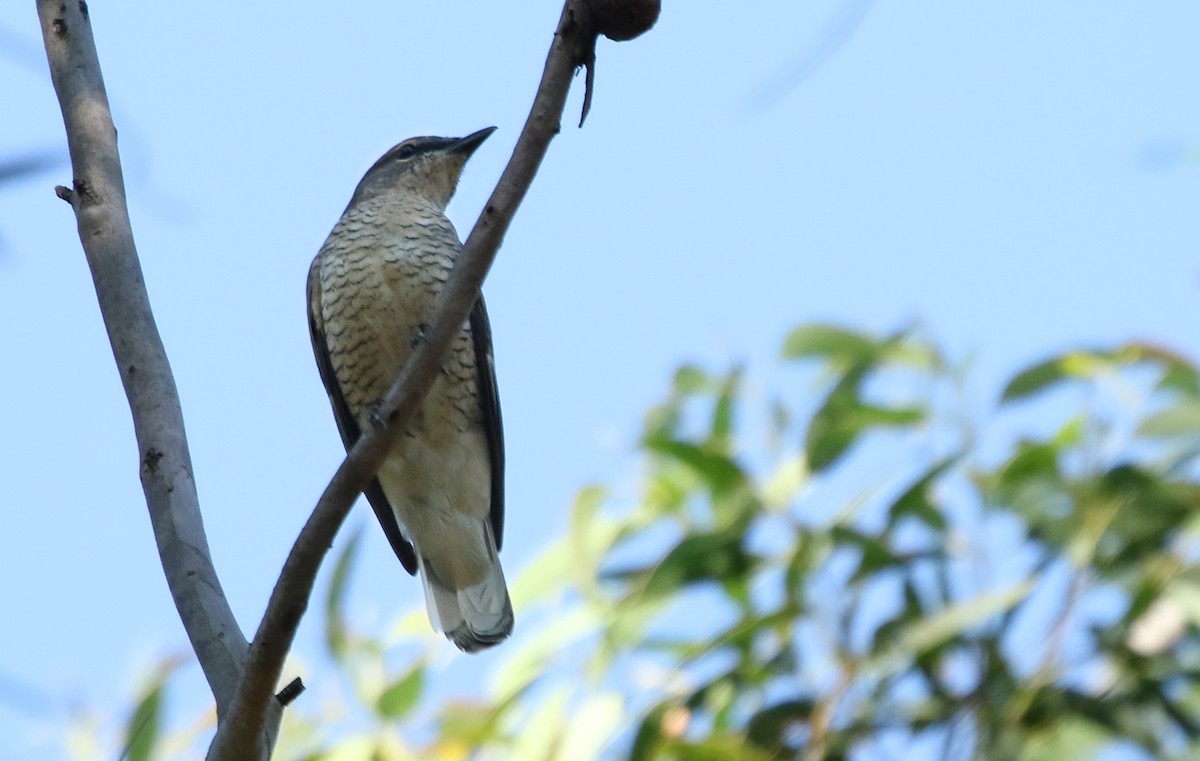 Common Cicadabird - David Ongley