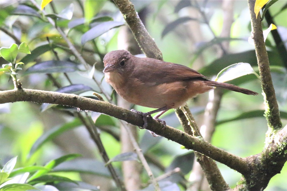 Sepik-Ramu Shrikethrush - Richard Jeffers