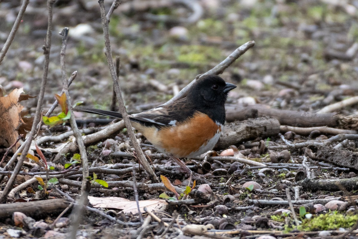 Eastern Towhee - ML229861091