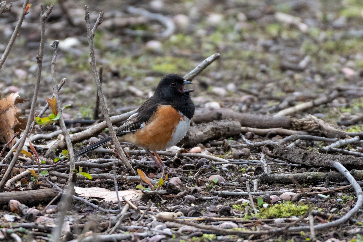 Eastern Towhee - ML229861121