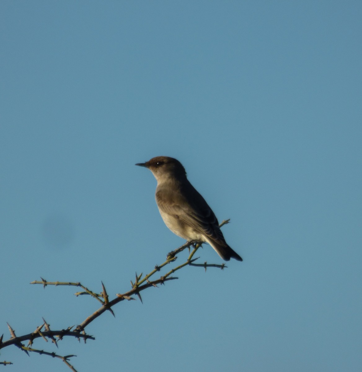 Dark-faced Ground-Tyrant - ML229862911