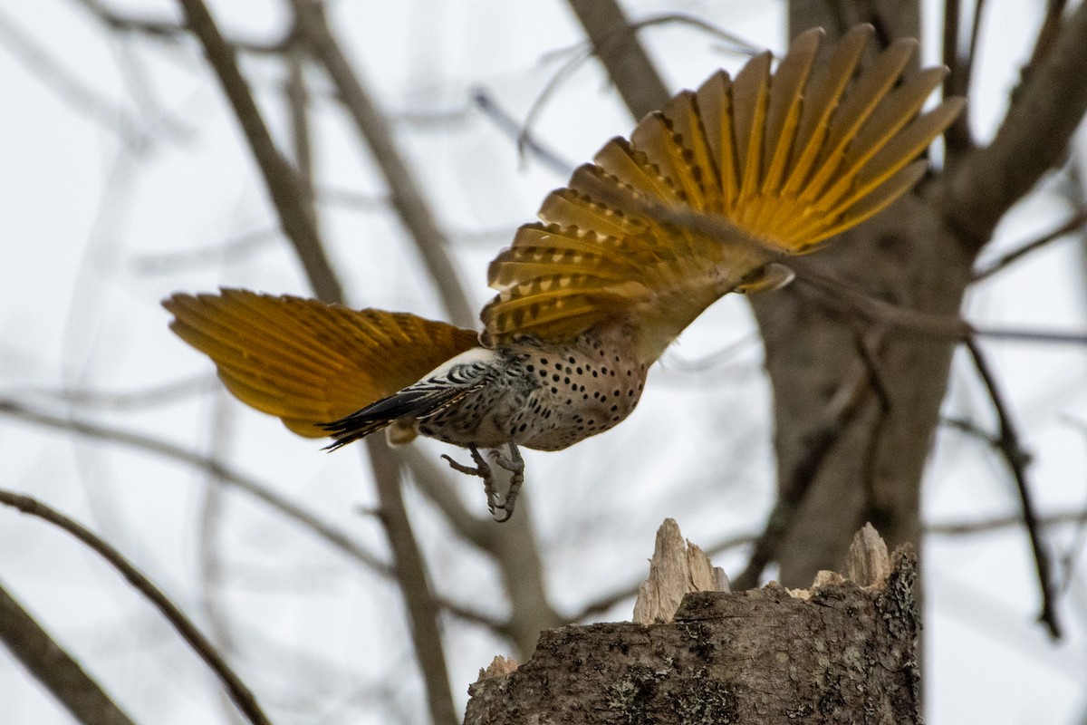 Northern Flicker (Yellow-shafted) - ML229862931