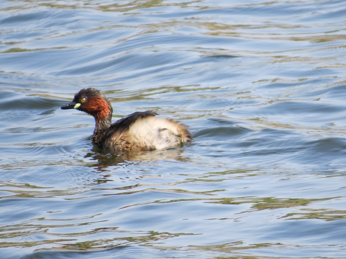 Little Grebe - Krishnamoorthy Muthirulan