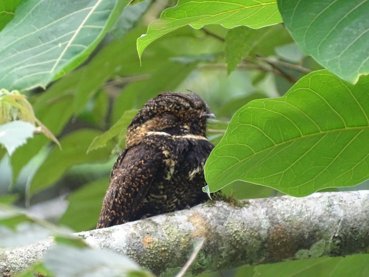 Silky-tailed Nightjar - ML229863761