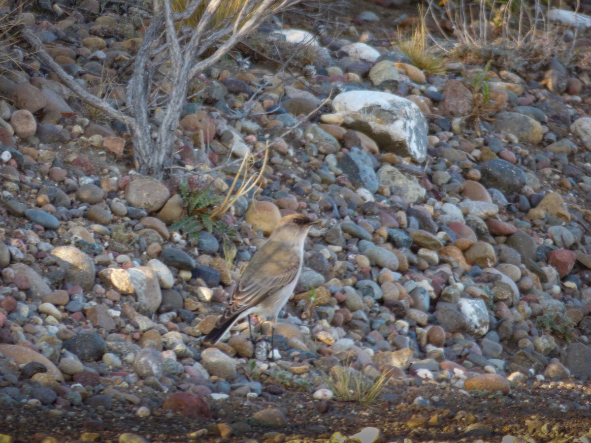 Dark-faced Ground-Tyrant - ML229863771