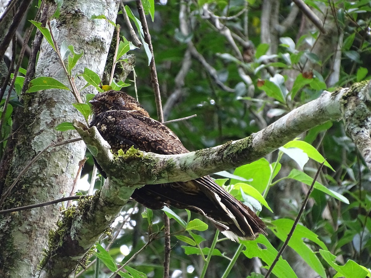 Silky-tailed Nightjar - Francisco González Táboas