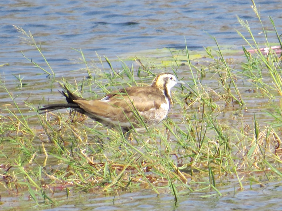 Pheasant-tailed Jacana - ML229865391