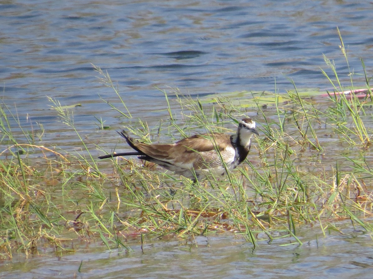Pheasant-tailed Jacana - Krishnamoorthy Muthirulan