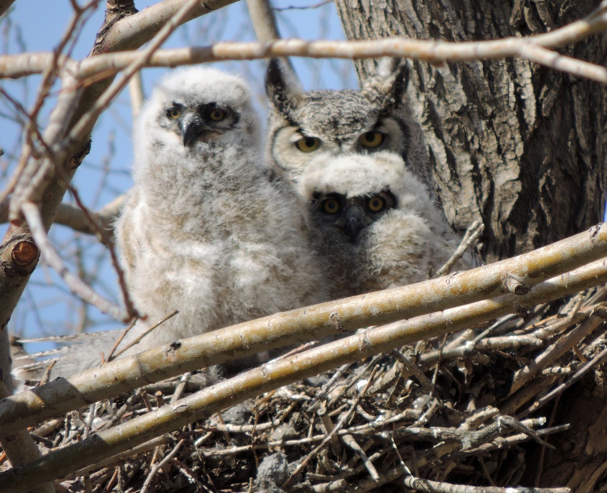 Great Horned Owl - ML229866851