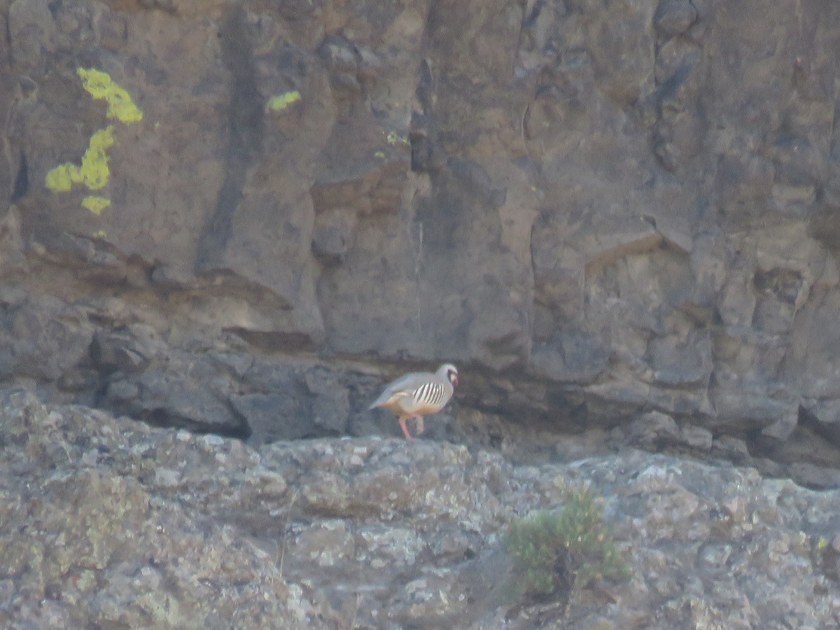 Chukar - Calen Randall