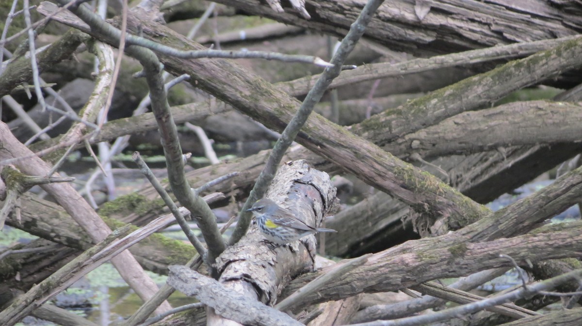 Yellow-rumped Warbler - ML229870561