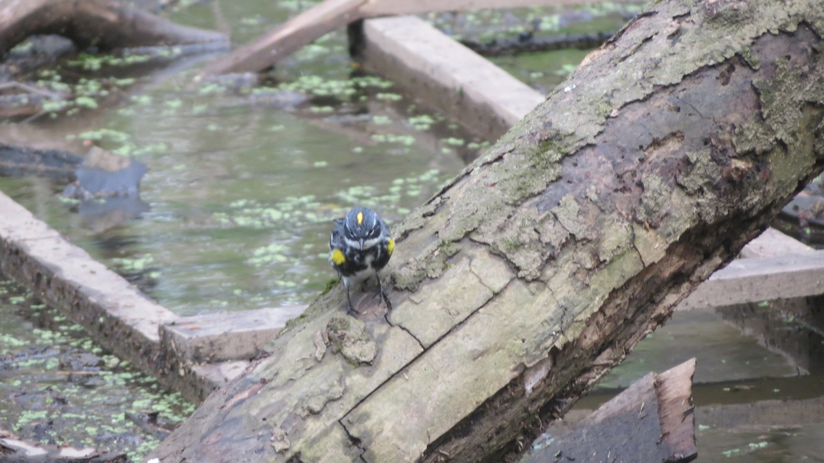 Yellow-rumped Warbler - tom eshelman