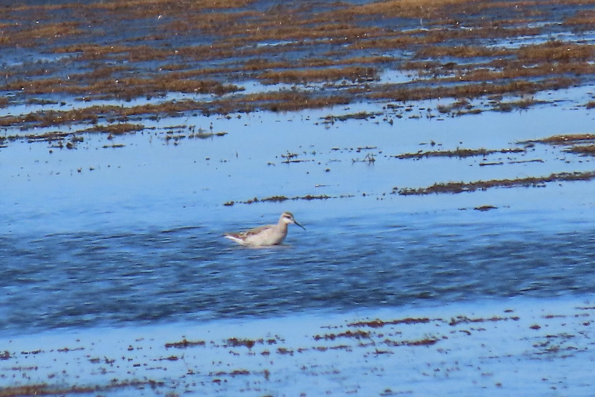 Wilson's Phalarope - ML229871371