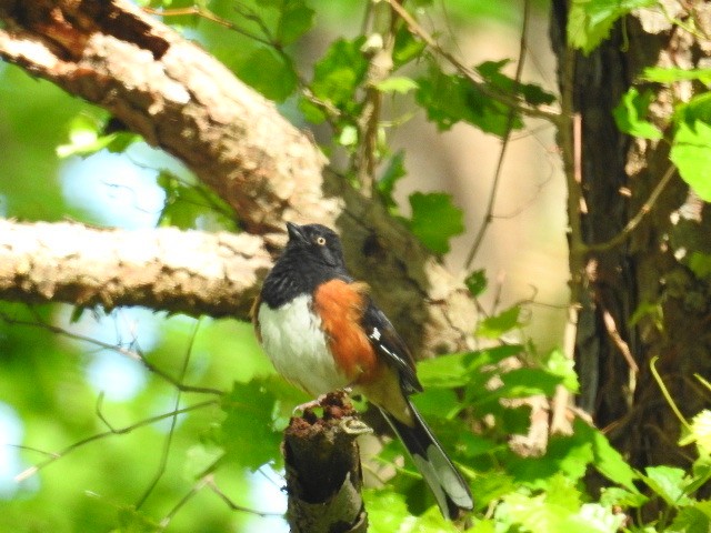 Eastern Towhee (White-eyed) - ML229872411