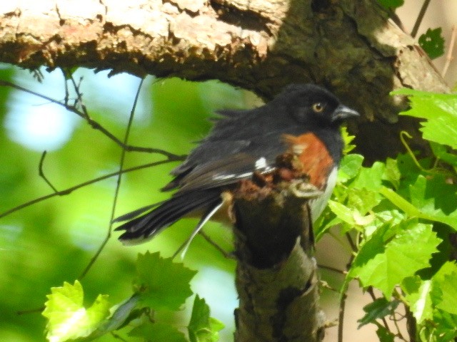 Eastern Towhee (White-eyed) - ML229872421