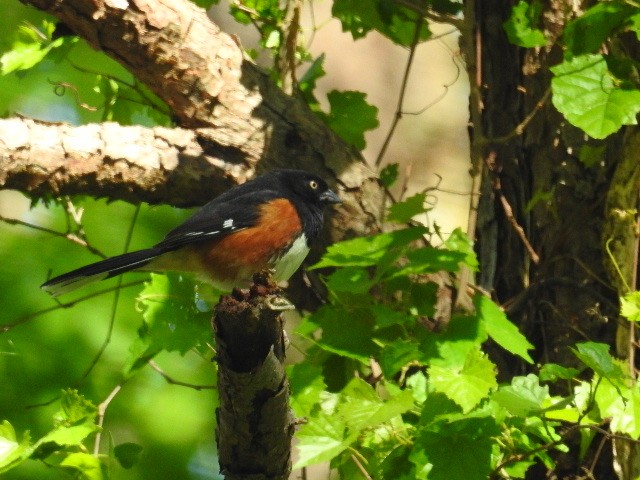 Eastern Towhee (White-eyed) - ML229872431