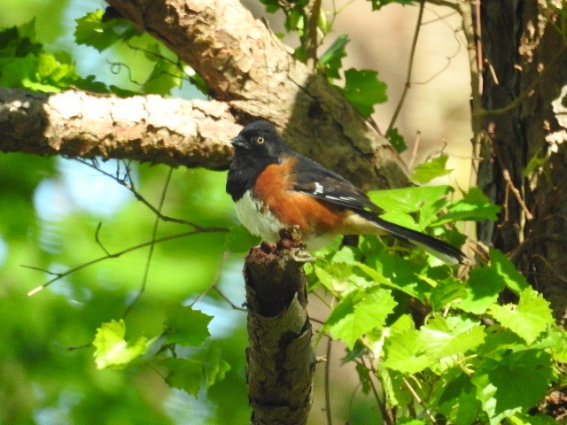 Eastern Towhee (White-eyed) - ML229872451