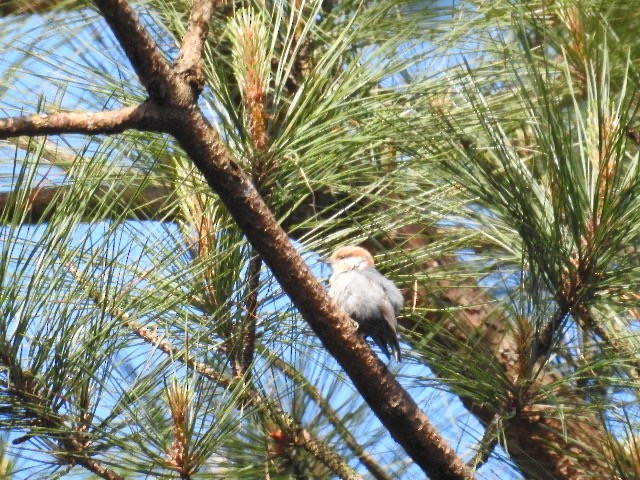 Brown-headed Nuthatch - ML229872611
