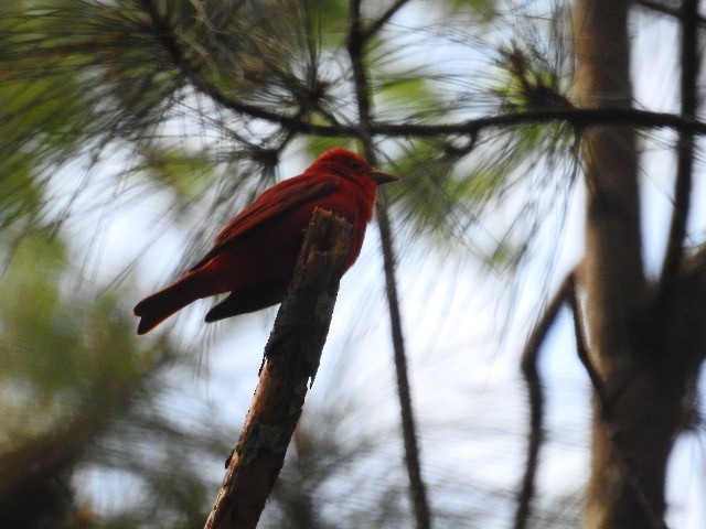 Summer Tanager - ML229872791