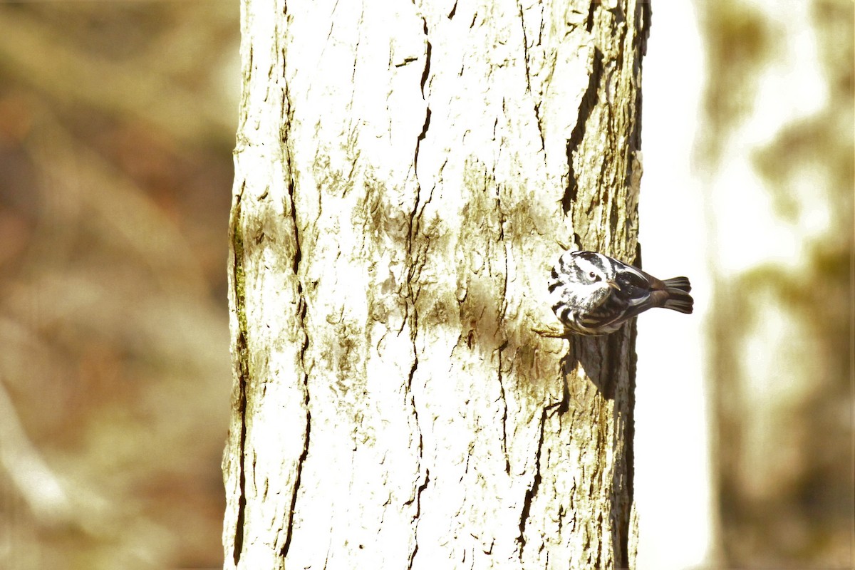 Black-and-white Warbler - ML229872841